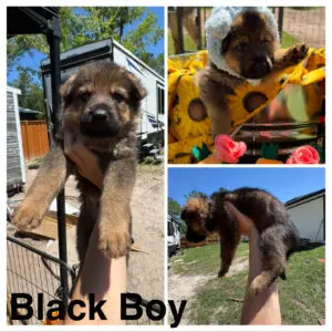 2nd Litter- Available 4 weeks old-Easter Shoot