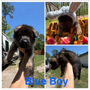 2nd Litter- Available  4 weeks old-Easter Shoot